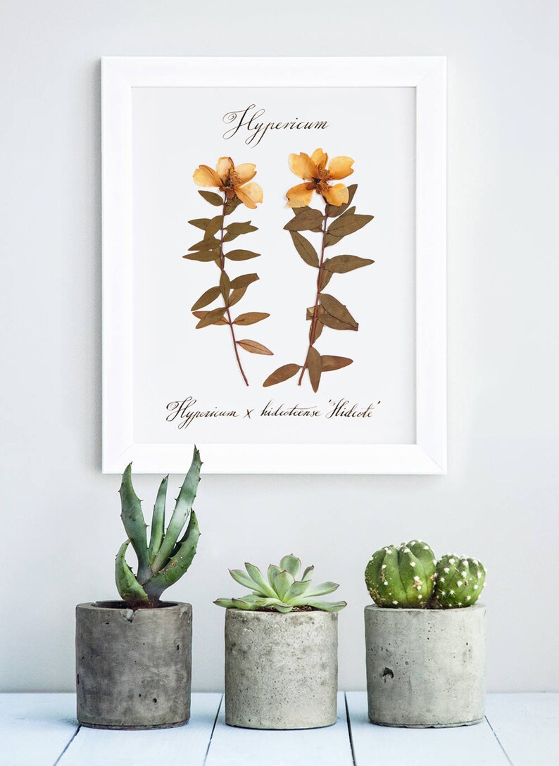 Botanical print set / Pressed flowers / Herbarium / Fern decoration murale / Print of 3 / Custom calligraphy / 5th anniversary gift for wife image 5