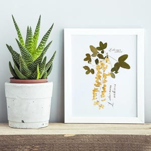 Pressed flower frame / 3 piece wall art / Botanical print / Hand calligraphy image 2