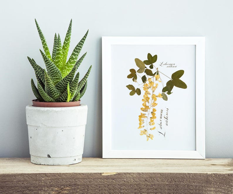 Pressed flower frame / 3 piece wall art / Botanical print / Hand calligraphy image 2