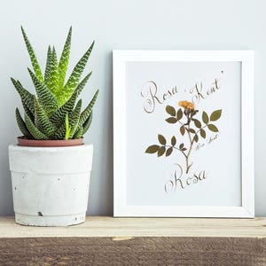 3 Piece wall art / 1st anniversary gift for nature lover / Botanical prints image 2