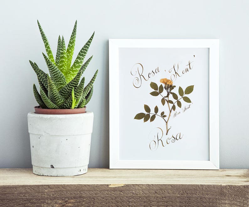 3 Piece wall art / 1st anniversary gift for nature lover / Botanical prints image 2