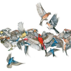 LIMITED EDITION | Birds Wall Art | Giclée Print | Colourful Bright Drawing | from Original Drawing.