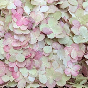 Multicolor Hydrangea Confetti + Bamboo Cones | Biodegradable Sun Dried Hydrangea  Flowers | Bamboo Wedding Cones | Wedding Confetti Bulk
