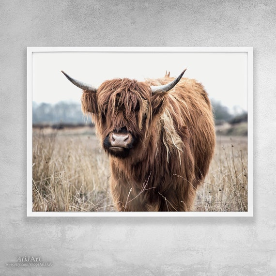 The Highland Cattle Posters & Wall Art Prints