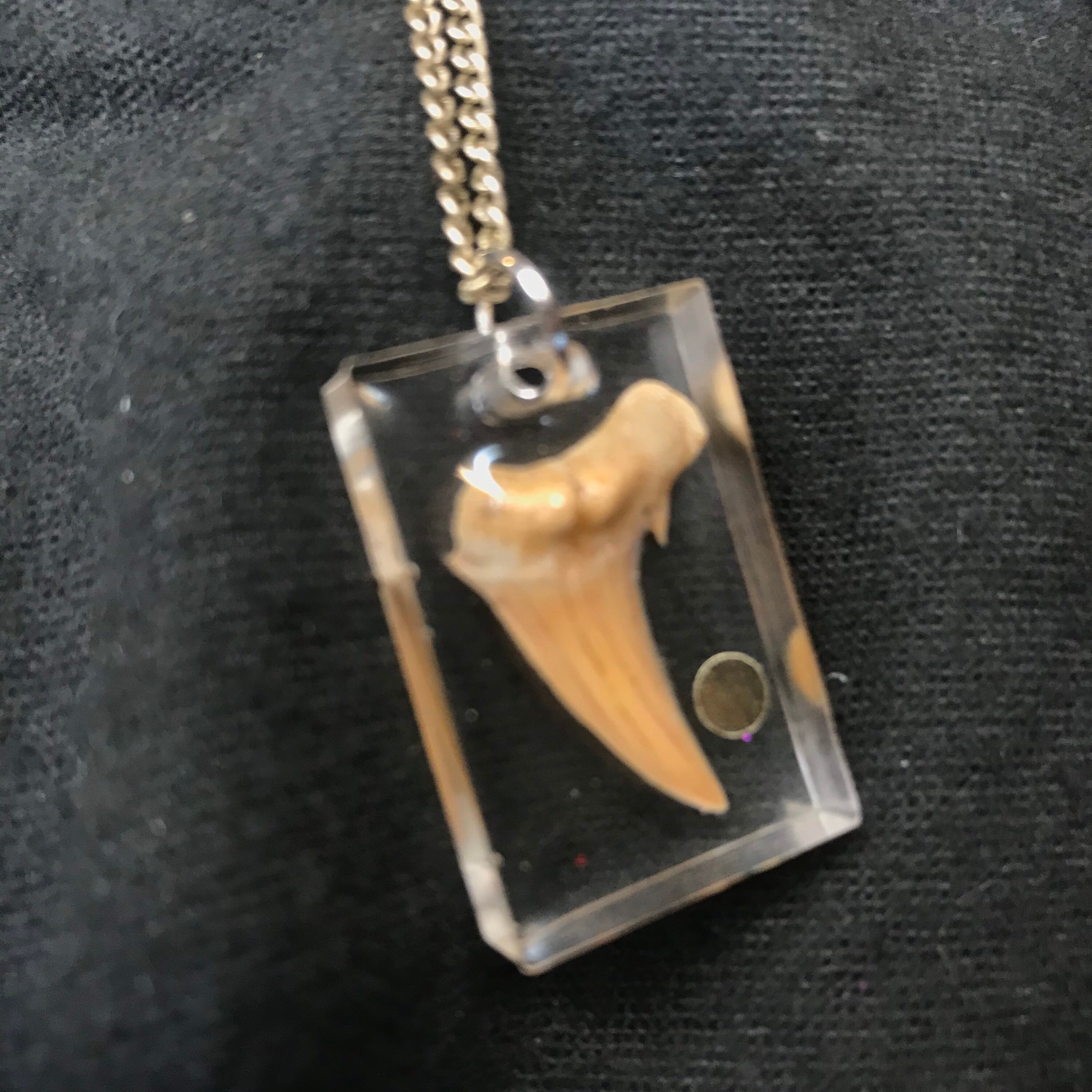 REAL tooth necklace Etsy