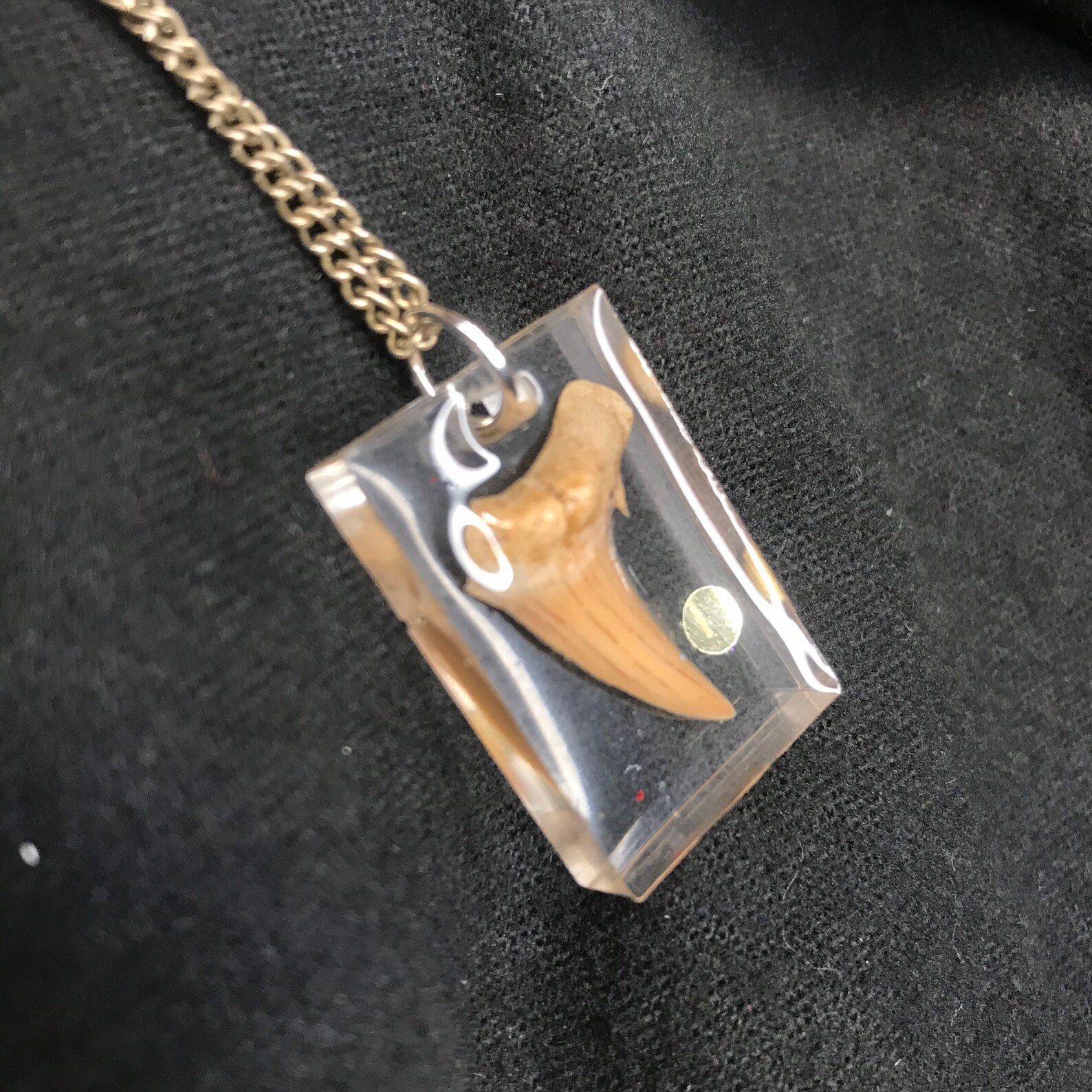 REAL tooth necklace Etsy