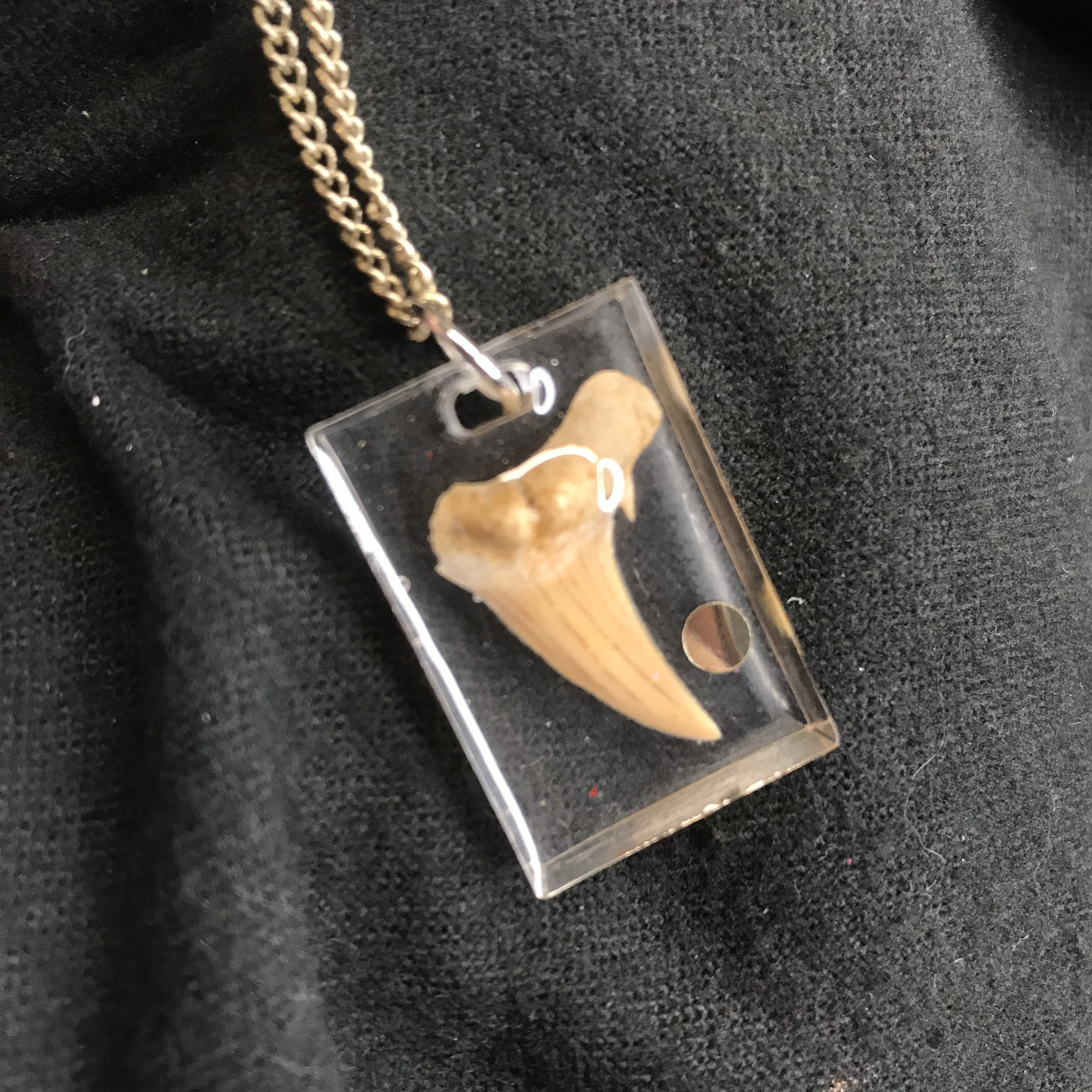 REAL tooth necklace Etsy