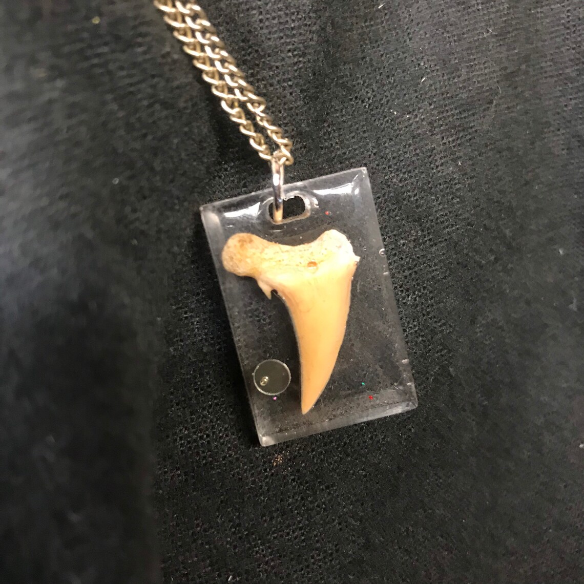 REAL tooth necklace Etsy