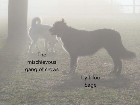 The mischievous gang of crows by Lilou Sage  (PRINT BOOK 2026)