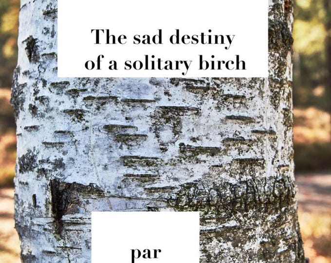 Bilingual story about an angry birch tree by Lilou Sage (PRINT BOOK 2025 DECEMBER)