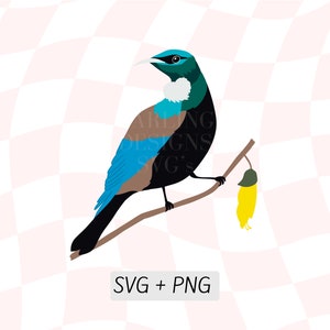 NZ Tui Bird SVG, New Zealand Tui Png, Tūī Cipart, Layered Tui Svg, New Zealand Birds, Native Bird, Turquoise Blue And Black Bird Design
