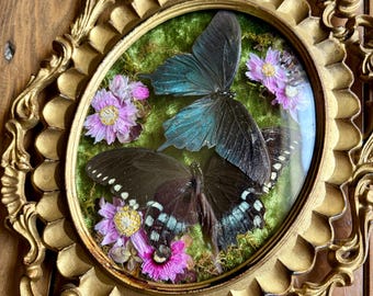 Miriam; Swallowtail butterfly duo inside vintage frame