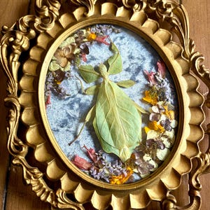 May include: A preserved leaf insect specimen displayed inside an oval gold-toned ornate frame. The insect is light green and positioned against a textured grey background, surrounded by a decorative arrangement of dried colorful flower petals.