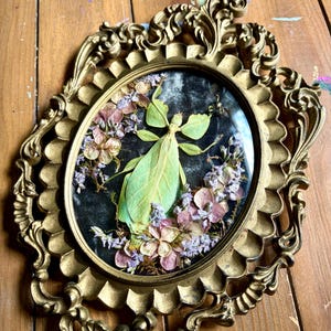 Bae- Real preserved Leaf-bug display