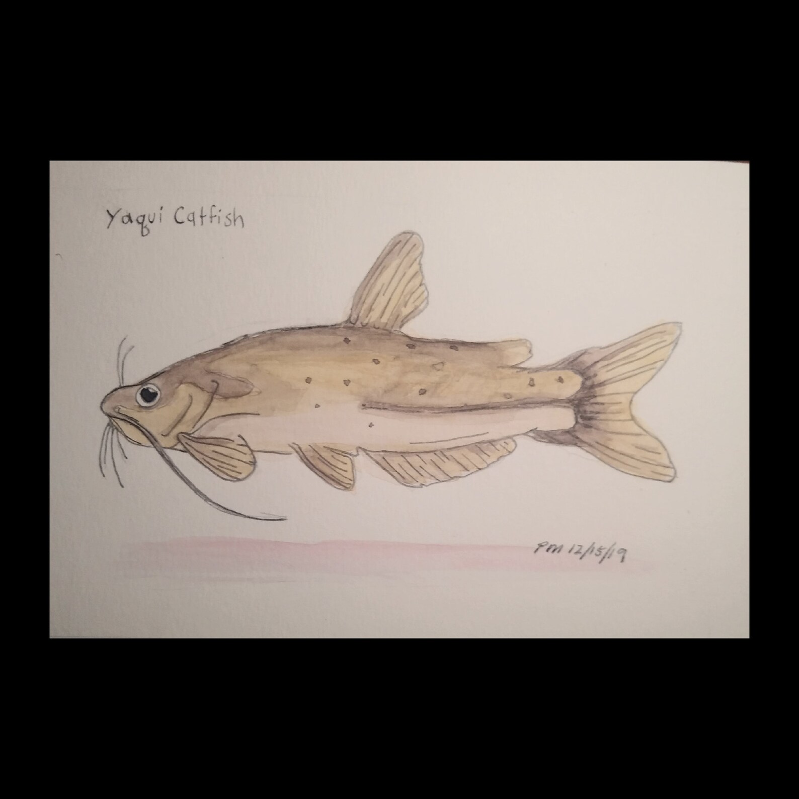 Yaqui Catfish watercolor and pencil illustration on Etsy