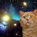 Space Cat