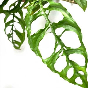 May include: A vibrant green Monstera adansonii leaf featuring a distinct pattern of natural holes and perforations across its surface. The leaf has a glossy texture and a pointed tip, showcasing the intricate fenestrations of the plant.