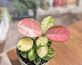 Hoya australis 'Lisa' | Rooted Starter Plant, Unrooted Cutting, Propagation Kit & Mystery Bundles | Variegated Trailing Wax Plant