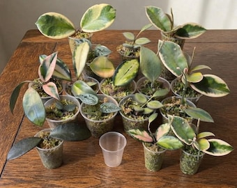 Hoya Plant Cuttings, Clippings Bundle, Rare and Common Assorted Nodes, Live Variety Box
