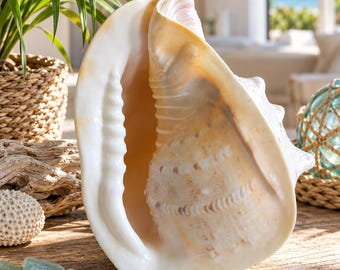 Vintage Conch Shell , Large Natural Seashell, Coastal Decor, Tropical Beach House Decor, Nautical Display