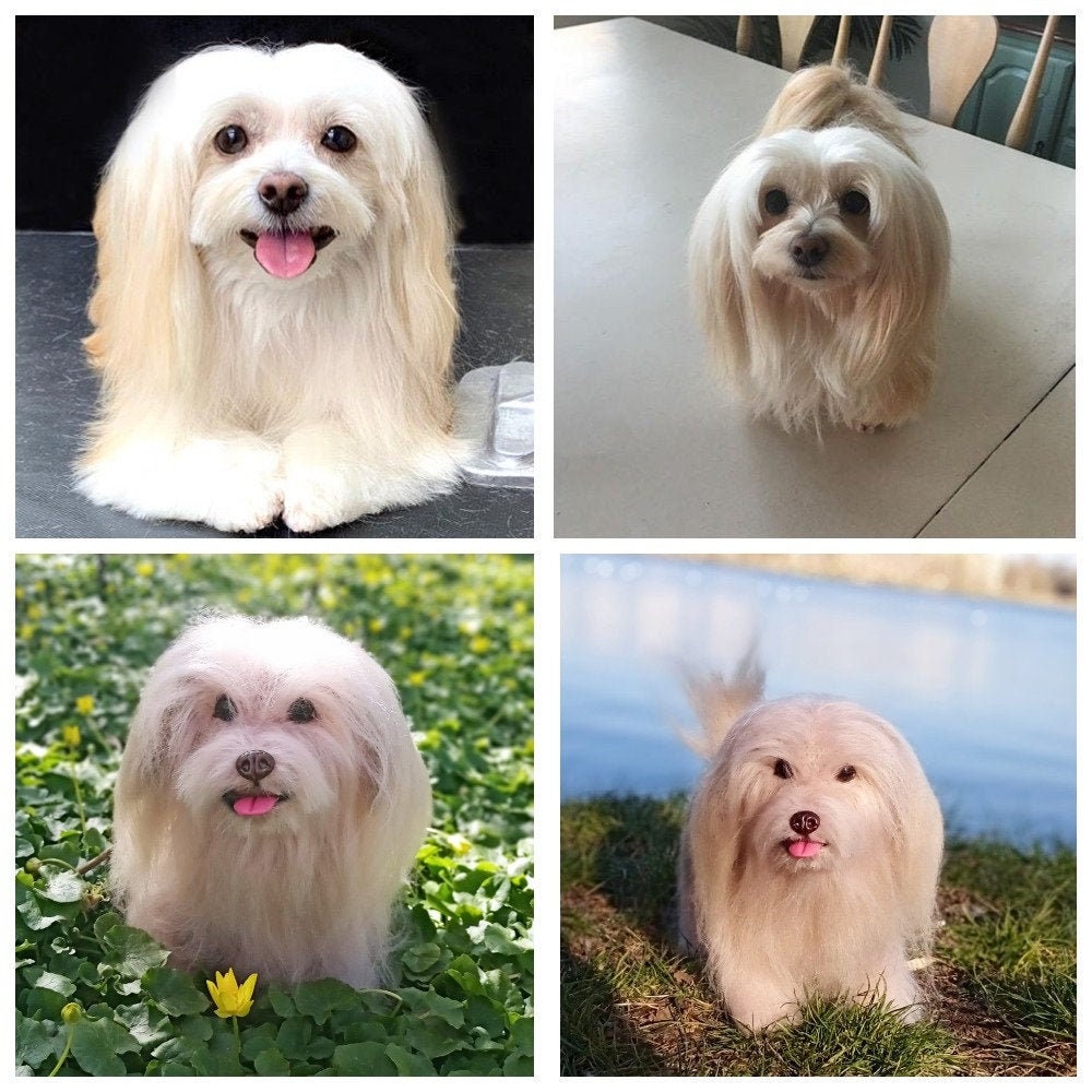 cuddle clones shih tzu