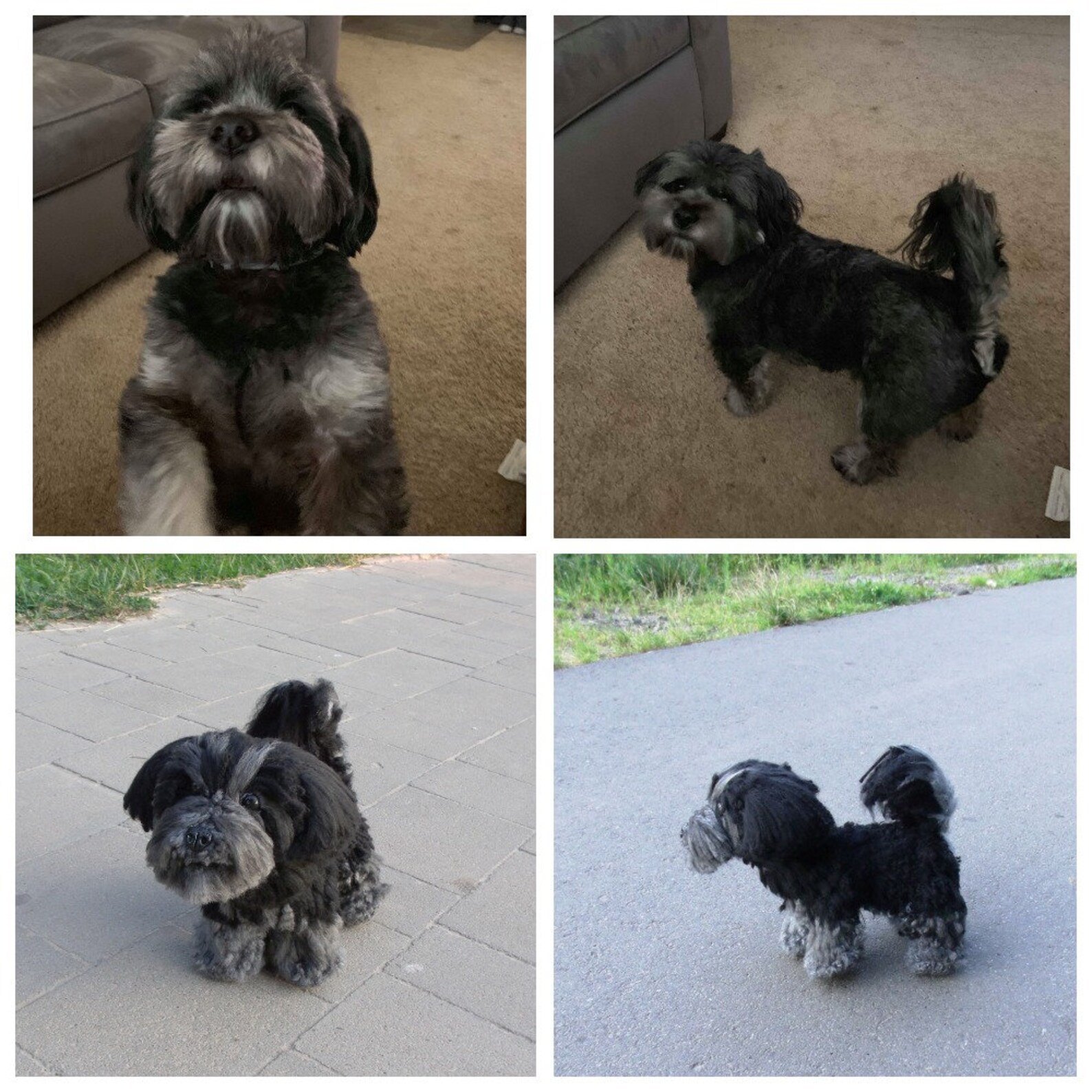 Custom Stuffed Dog Loss Gift Stuffed Animal Look Like Your Pet Etsy