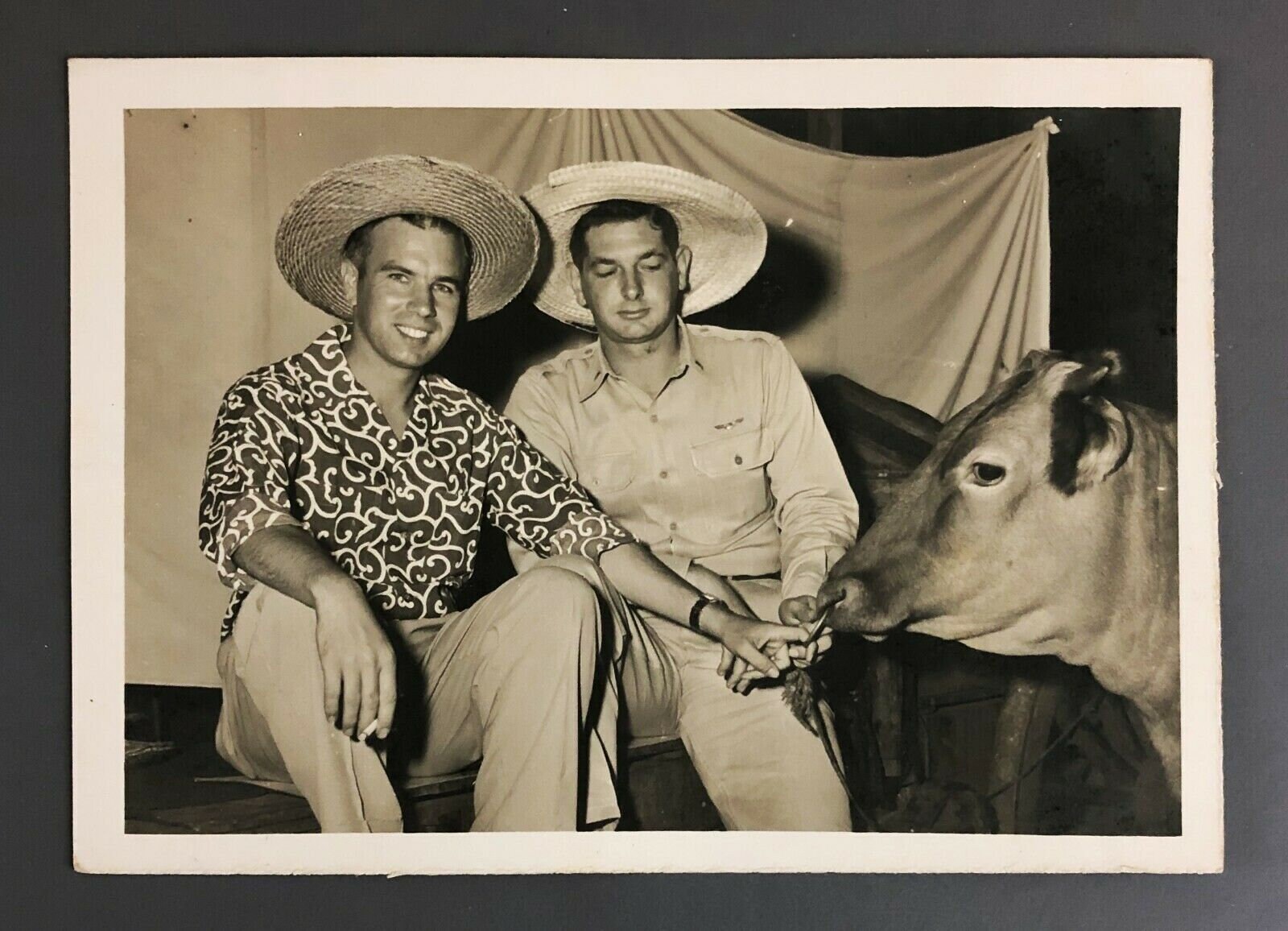 1950s US Air Force Airmen Photograph Bull With Nose Ring