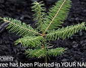 Greeting Card -- Plant a tree in a National Forest.  Send a Card & Arrange to Plant Trees. Protect our National Forests SHIPS FREE