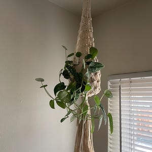 May include: A macrame plant hanger with a wooden ring at the top, holding a potted plant with green leaves. The macrame is beige and hangs from the ceiling. The plant has long, trailing stems with green leaves.