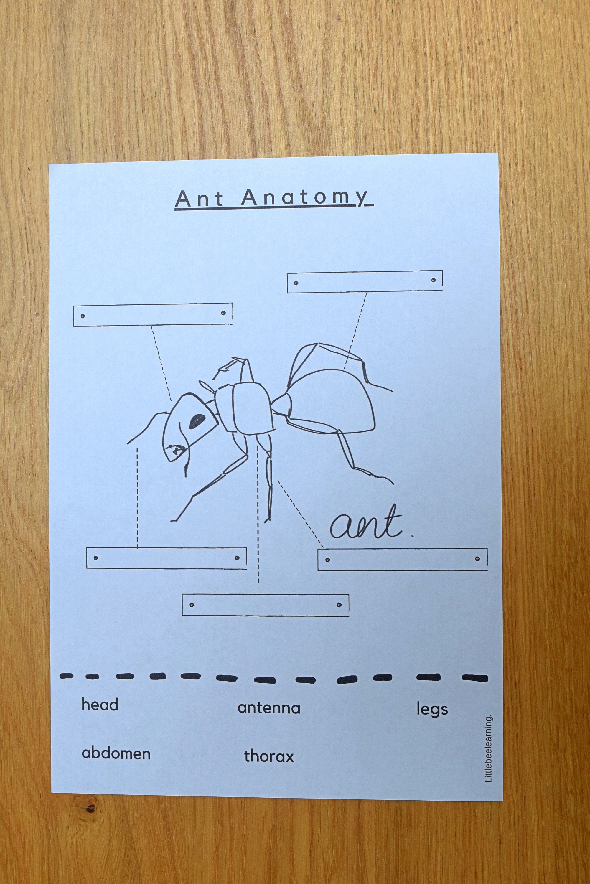 Ant Study, Mini Beast Unit, Downloadable Learning Activity. (pdf ...