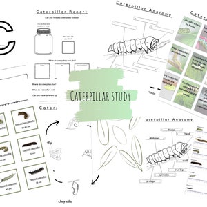 Può includere: Fogli di lavoro stampabili in bianco e nero per uno studio sui bruchi. I fogli di lavoro includono un diagramma di anatomia del bruco, un rapporto sul bruco, fatti sui bruchi e un diagramma del ciclo di vita. I fogli di lavoro sono progettati per aiutare i bambini a imparare sui bruchi.