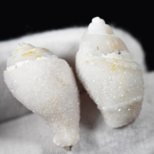 May include: Two white, spiralled seashells with a textured, crystalline surface coating. The shells feature a pointed apex and a tapered body, displaying a natural, granular appearance with subtle off-white and pale yellow colour variations.