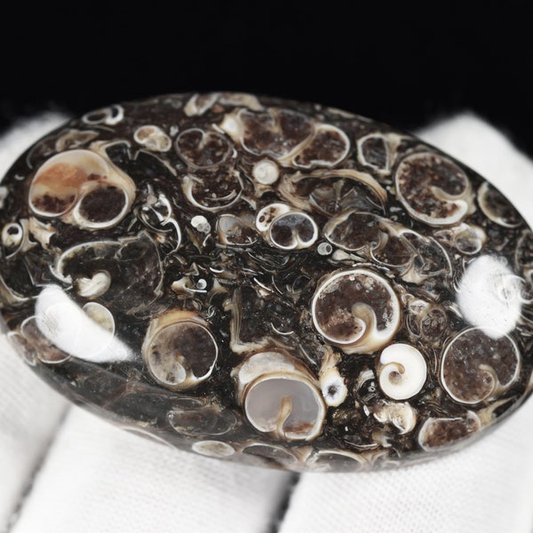 Turritella Agate with fossils inside the Agate, natural material from Wyoming!