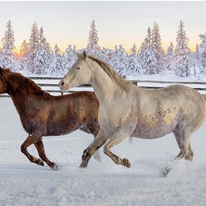 Call Of The Wild Mustangs &quot;Sunset&quot; Panel Hoffman Spectrum Print ~ Hoffman Fabrics
