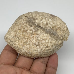 75.9 Grams, 3.4&quot;x2.5&quot;x0.6&quot;, Fossil Fish Eodiaphyodus Cretaceous Tooth Plate Matrix, Repaired
