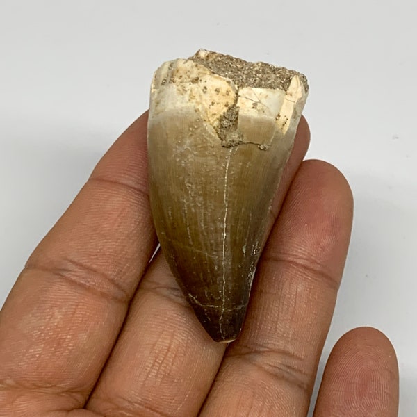 26.5 Grams, 2.1"X1.1"x0.9" Fossil Mosasaur Tooth, Fossil Mosasaur Tooth reptiles, Cretaceous, Mosasaurus teeth, E01430