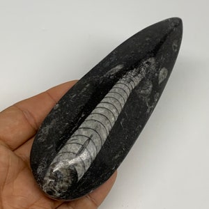 5.4&quot;x 1.8&quot;x 0.6&quot;,  134.4 Grams,Polished Fossils Orthoceras (straight horn) SQUID, Nautiloid Cephalopod Paleozoic, Decor, Collectible,E02296
