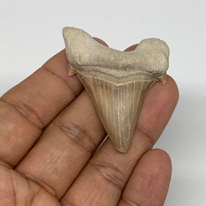 13 Grams, 1.7&quot;X 1.5&quot;x 0.5&quot;, Natural Fossils Fish Shark Tooth, Shark Teeth, Fossils, Buyer will receive the exact item pictured, E0282