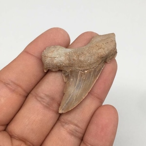 10.5g, 1.6&quot;X 1.5&quot;x 0.4&quot;, Natural Fossils Fish Shark Tooth, Buyer will receive the exact item pictured