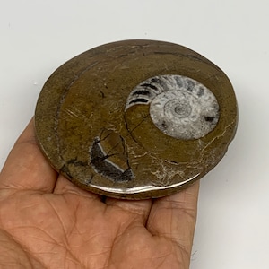 93.8 Grams, 3&quot;x2.9&quot;x0.5&quot;, Goniatite Button Ammonite Polished Mineral, Specimens, extinct, prehistoric, Jurassic, Marble Gemstone, E02318