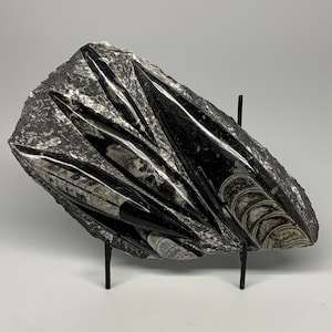 1880 Grams, 10.75&quot;x 6&quot; x 1.5&quot;, Rough/Polished Black Fossils Orthoceras Plate (straight horn) SQUID, Plaque, Home Decor Gemstone, E01387
