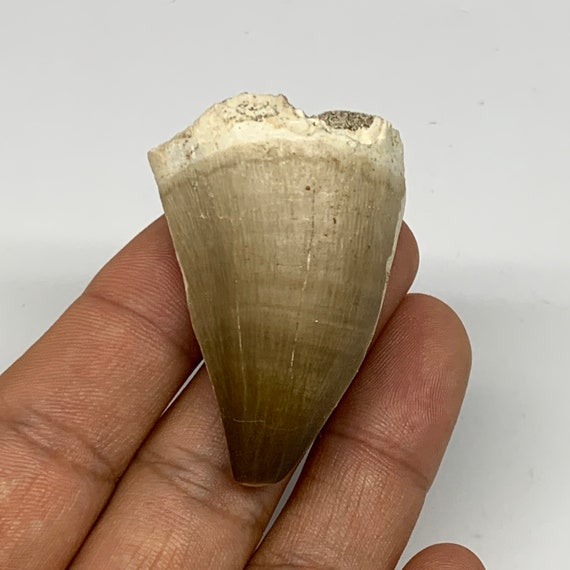 Dente Di Mosasauro Fossilizzato - Replica Didattica Con Scatola Per Collezionisti E Aule - Foto 9