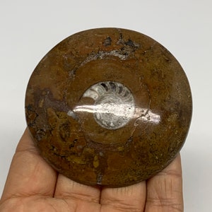 115.8 Grams, 2.7&quot;x2.8&quot;x0.6&quot;, Goniatite Button Ammonite Polished Mineral, Specimens, extinct, prehistoric, Jurassic, Marble Gemstone, E02328