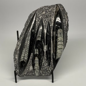 1420 Grams, 9&quot;x 5.1&quot; x 1.4&quot;, Rough/Polished Black Fossils Orthoceras Plate (straight horn) SQUID, Plaque, Home Decor Gemstone, E01384