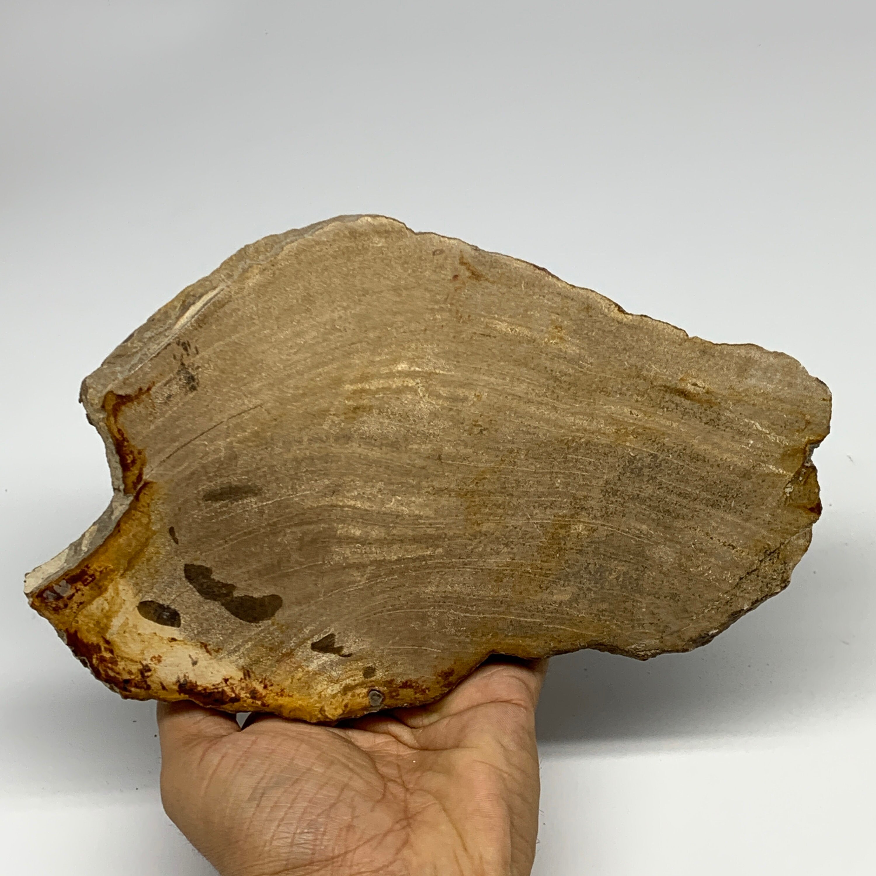 670 grammes, 8"x5.3"x0.7 », tranche de bois pétrifié poli, fossilisé, branche de bois, bois fossilisé, décoration intérieure, E01202