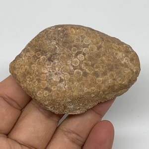 43.6 Grams, 2.6&quot;x2&quot;x0.5&quot;, Fossil Fish Eodiaphyodus Cretaceous Tooth Plate Matrix, Repaired, Glued