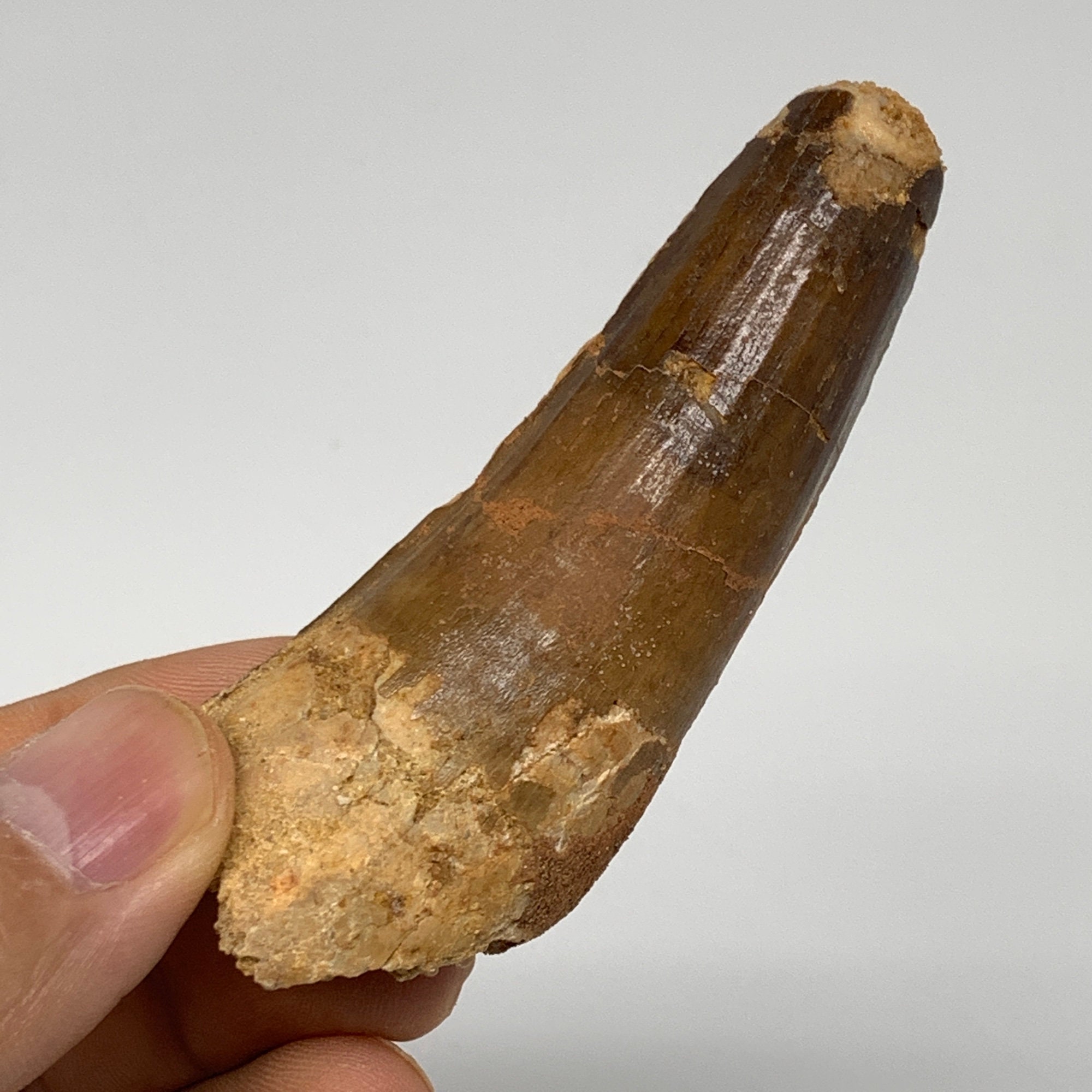 Fossilized Spinosaurus Tooth Specimen – Rocks and Gems Canada