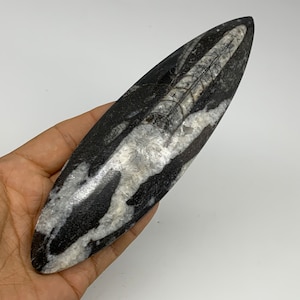 6.9&quot;x 2&quot;x 0.7&quot;,  187.4 Grams,Polished Fossils Orthoceras (straight horn) SQUID, Nautiloid Cephalopod Paleozoic, Decor, Collectible,E02307