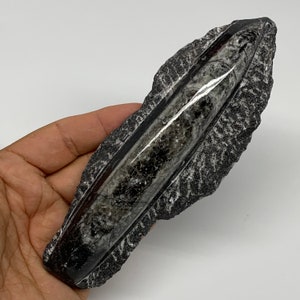6&quot;x 2.1&quot; x0.9&quot;, 200.6 Grams, Rough/Polished Fossils Orthoceras (straight horn) SQUID, Nautiloid Cephalopod Paleozoic, E01403