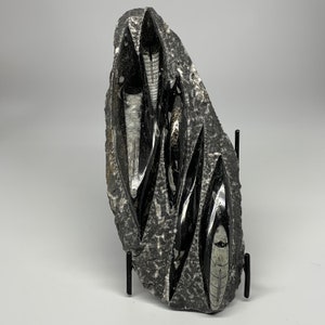 1615 Grams, 11.8&quot;x 4.9&quot; x 1.6&quot;, Rough/Polished Black Fossils Orthoceras Plate (straight horn) SQUID, Plaque, Home Decor Gemstone, E01396